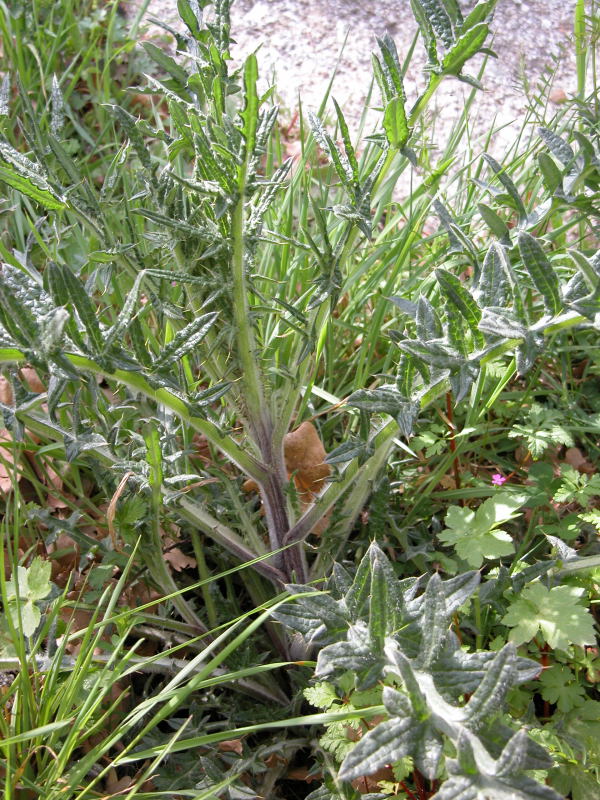 Cirsium vulgare